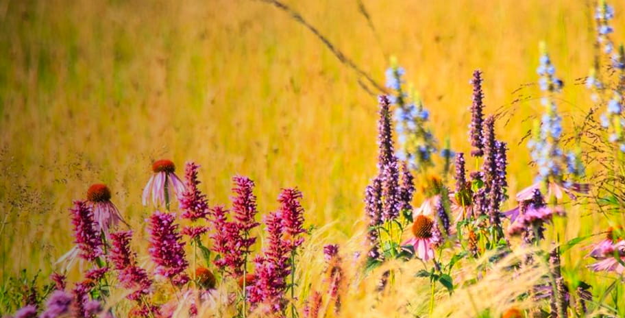 A mix of prairie plants in a field during late summer
