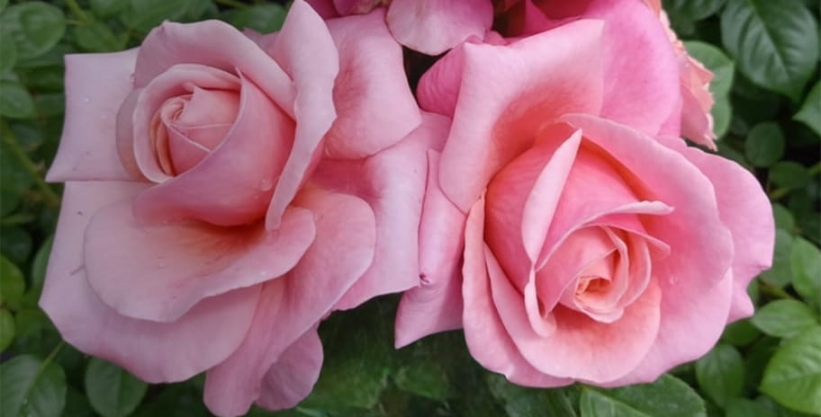 A close-up of the Saga Rose