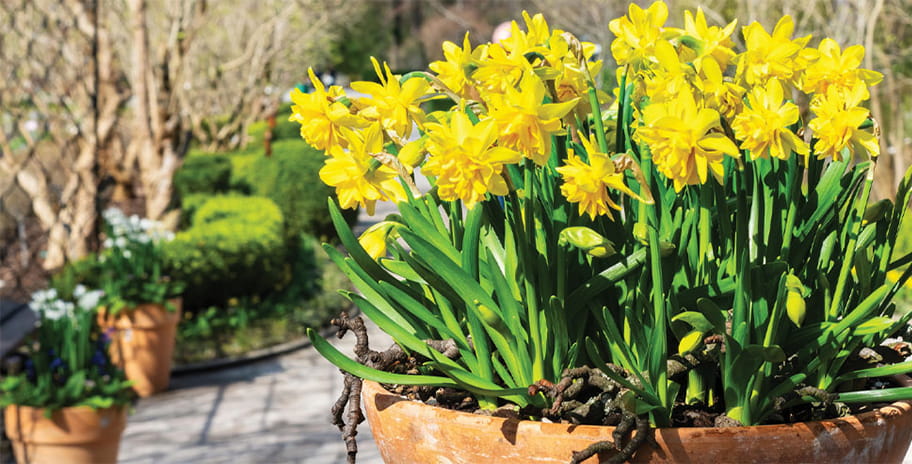 Daffodils in a plant pot