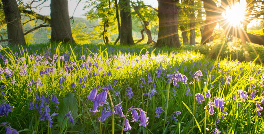 Bluebells in a field with tress bathed on golden light of the sun