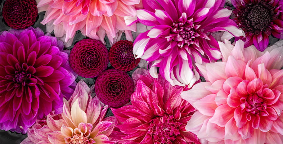 Vibrant purple Dahlias
