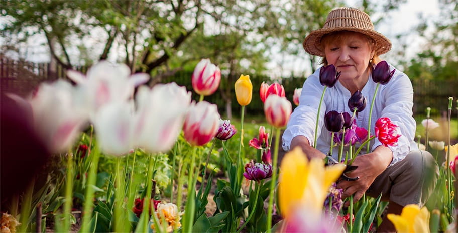 A woman tending to the Tulips in her garden
