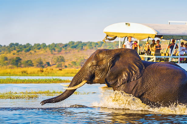 An Elephant in a river being viewed on safari