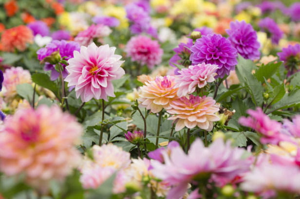 A field of pink dahlias