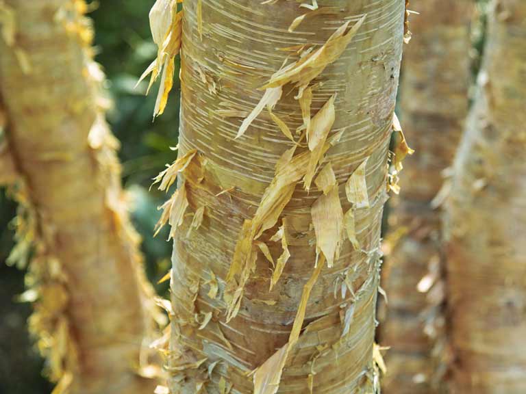 Betula ermanii Erman's Birch