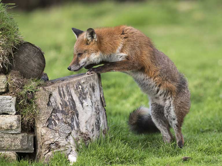 Fox with mange