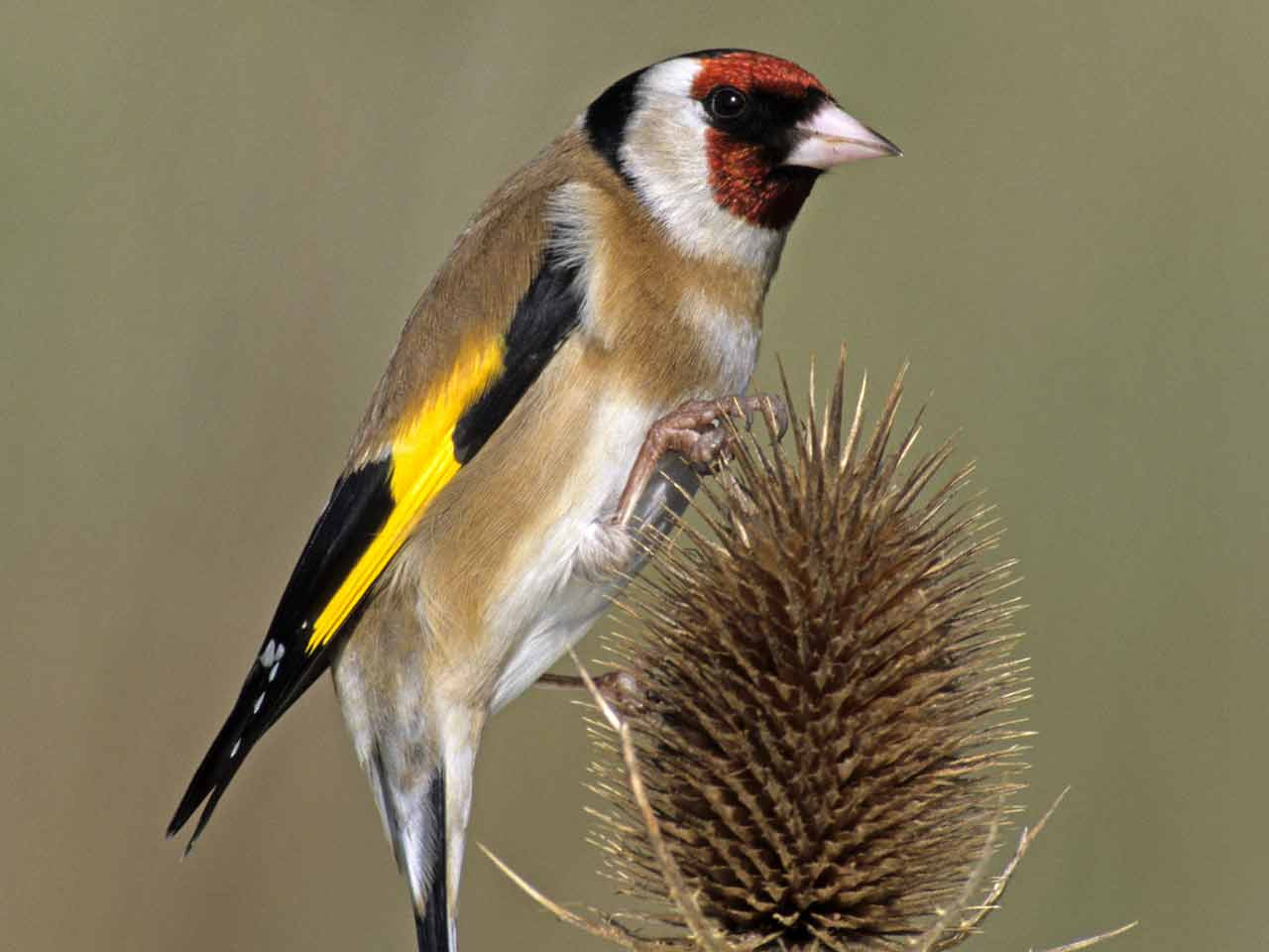 Goldfinch