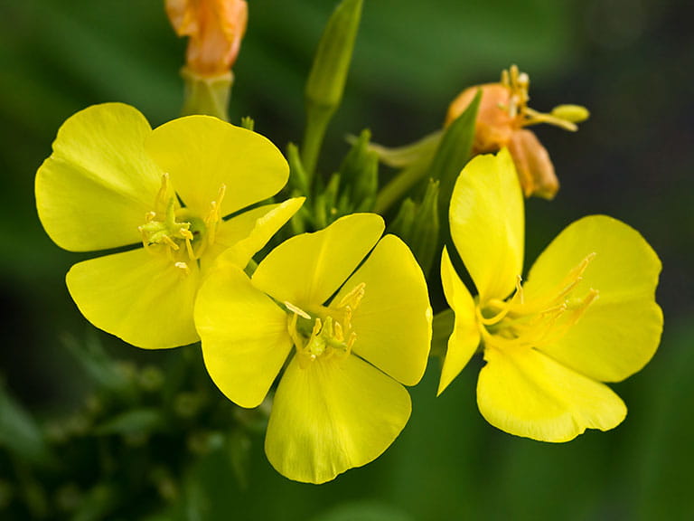 Evening primorse flowers
