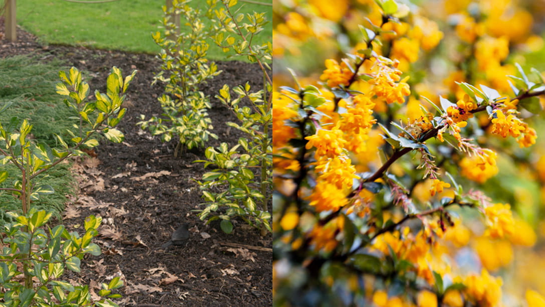 A holly bush and a barberry hedge 