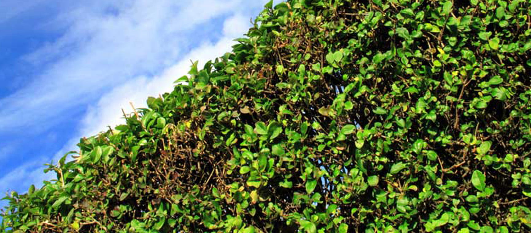 Privet hedge