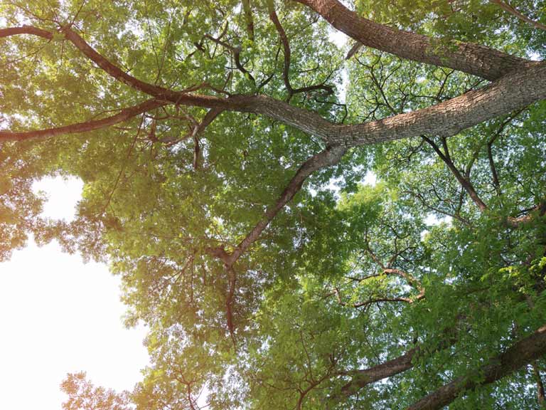 Overhanging tree