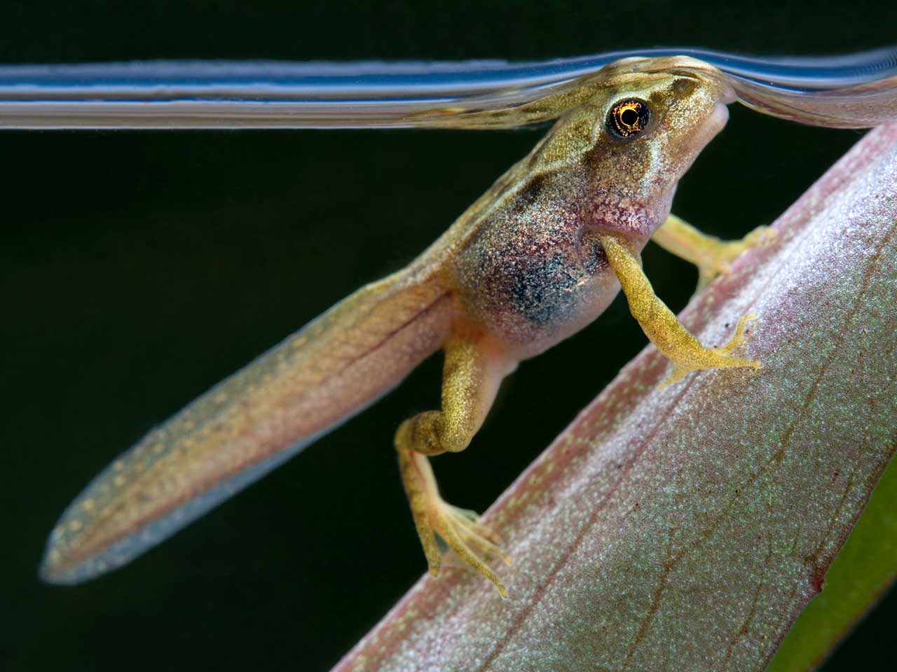 Tadpole © David Chapman