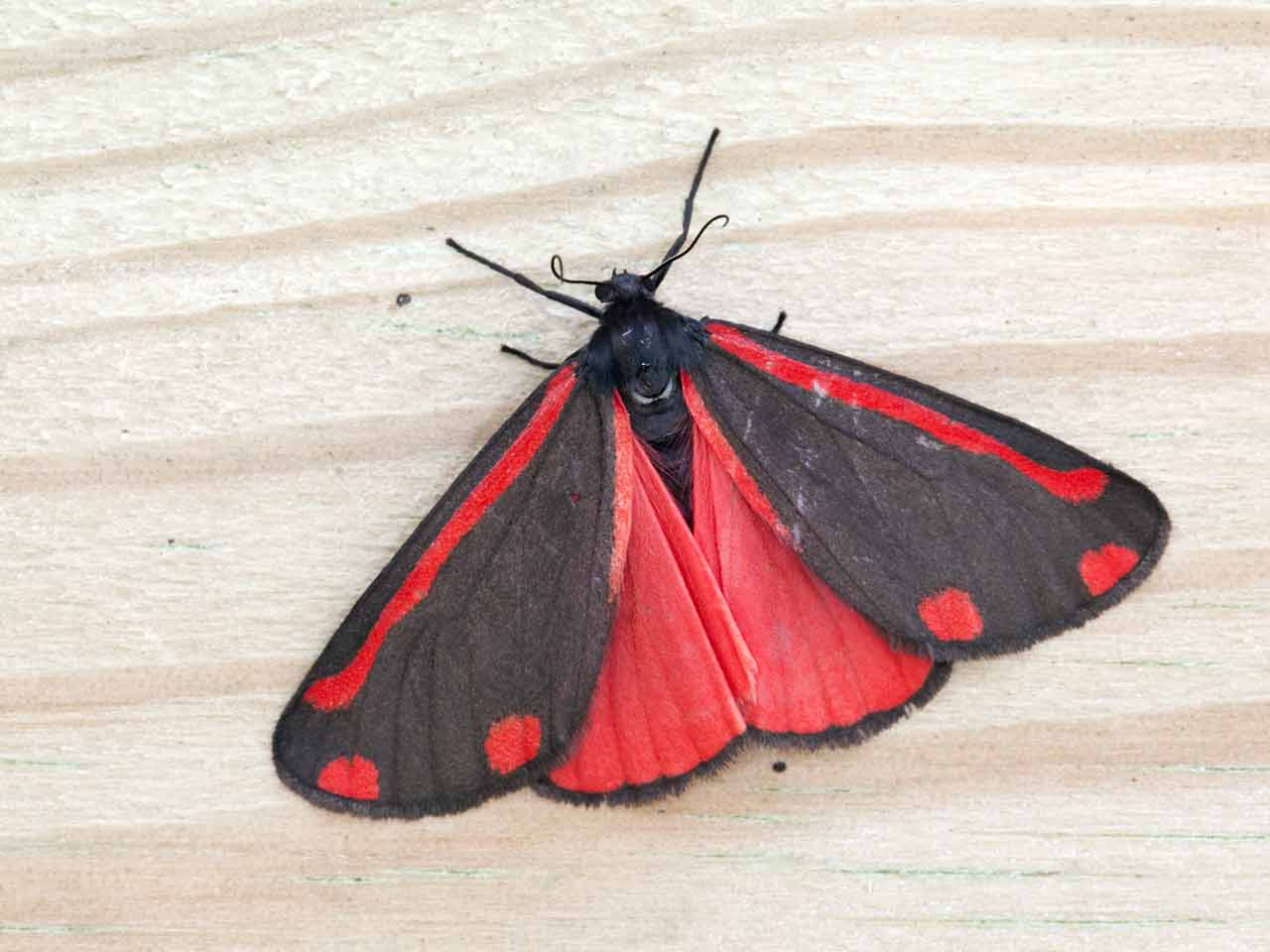 Cinnabar moth