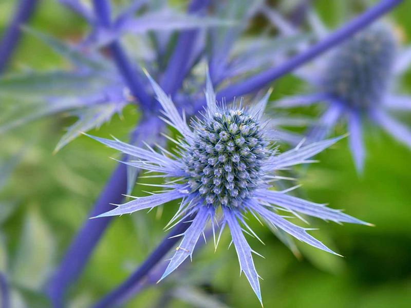 Eryngium planum Blue Sea Holly in garden