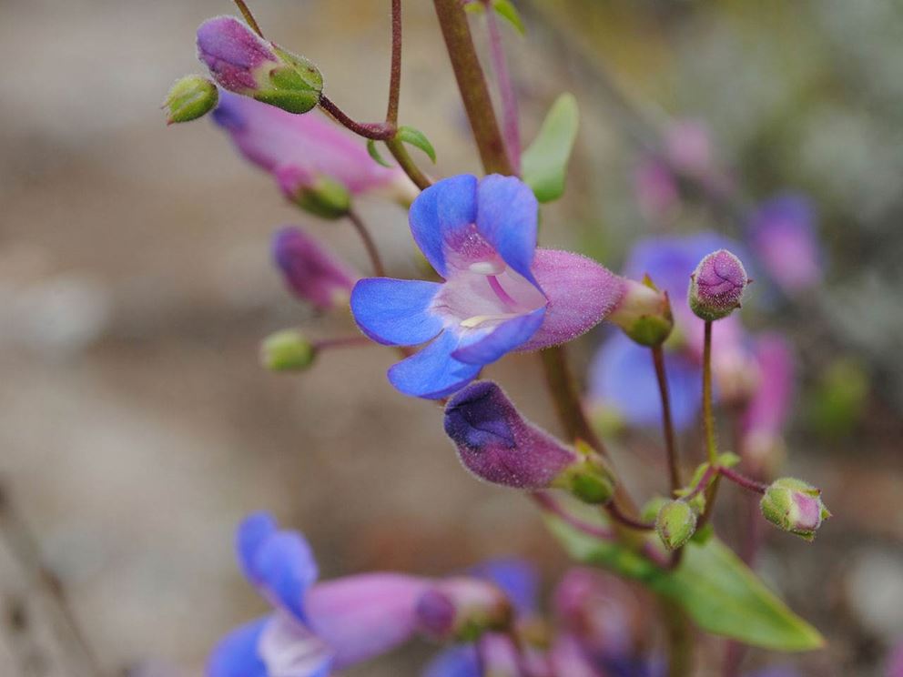 How to grow penstemons