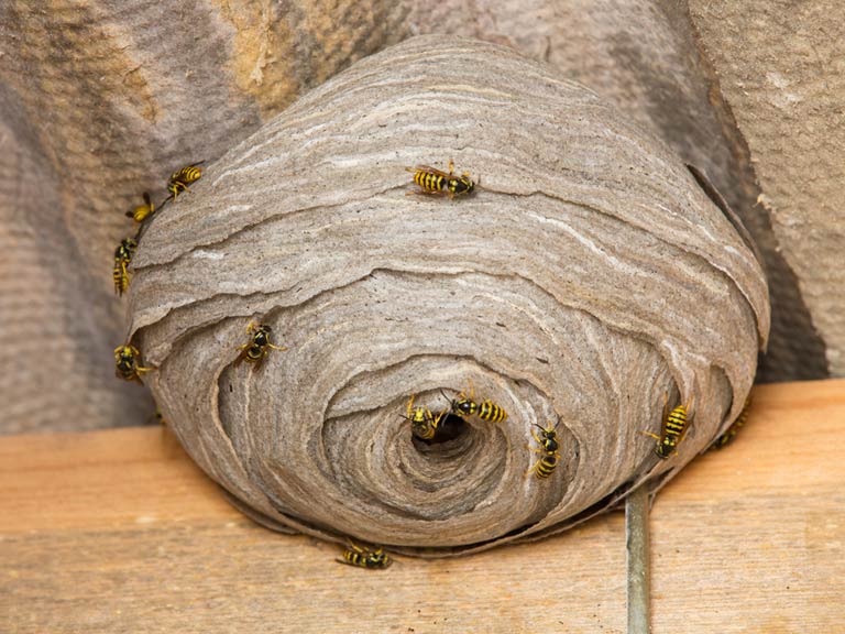 Wasp nest