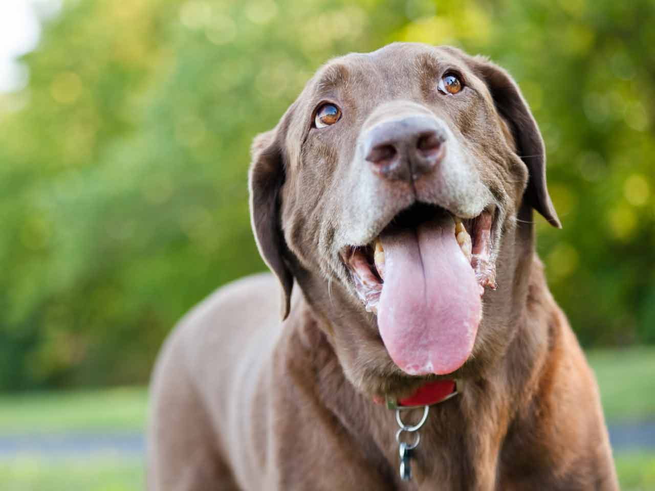 Dog panting in the heat