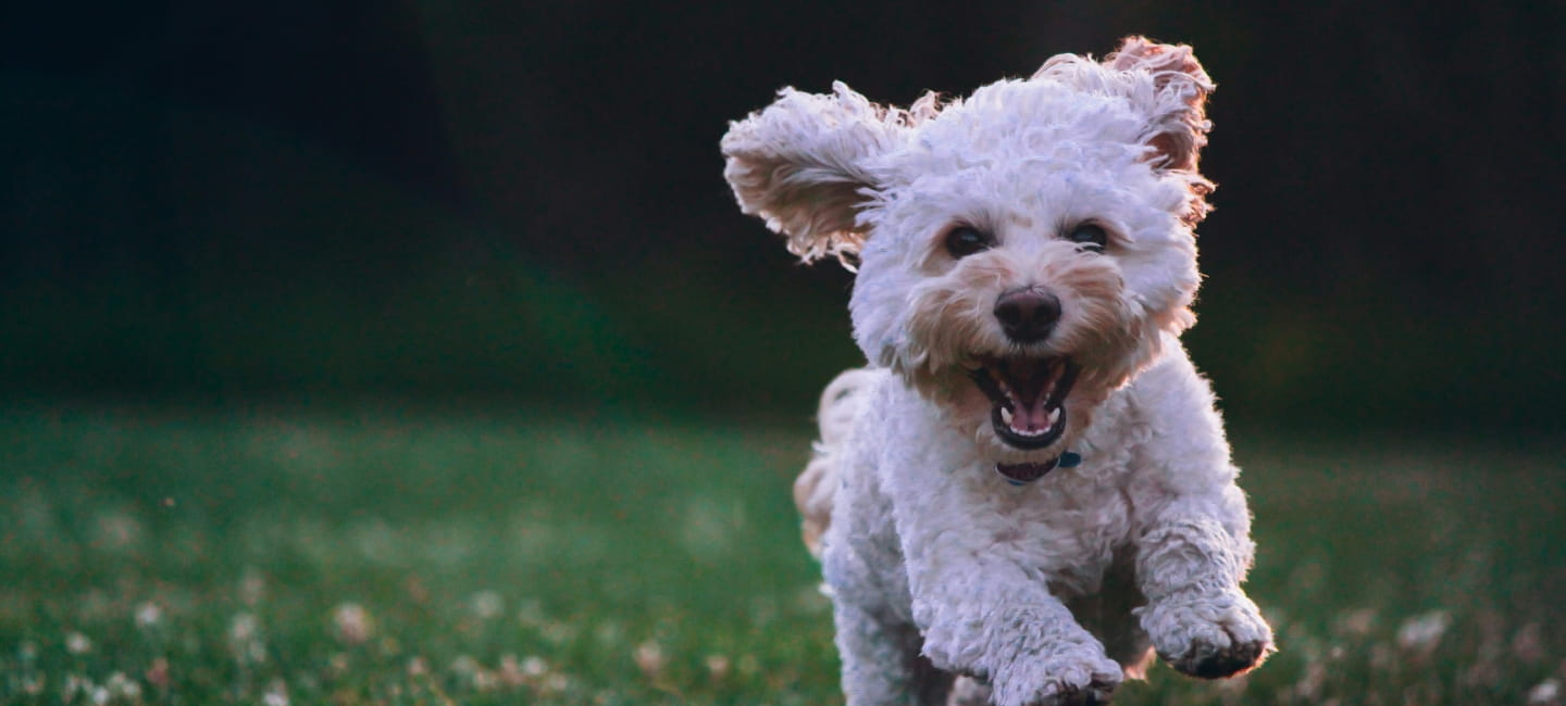 A small dog running towards the camera with energy