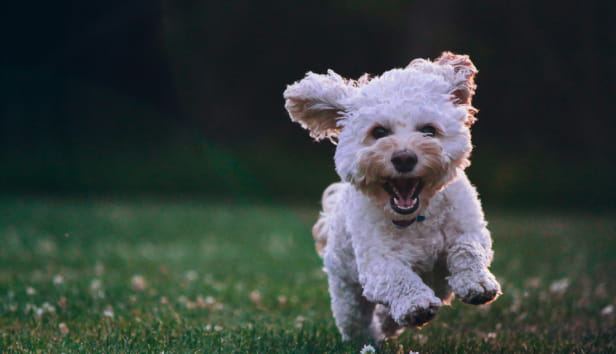 A small dog running towards the camera with energy