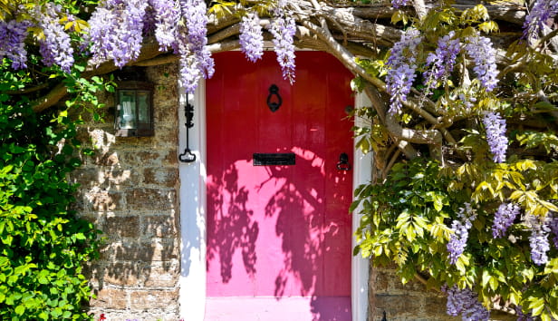 A pink front door surrounded by wisteria