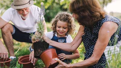 Grandparents planting a lavender plant with their granddaughter