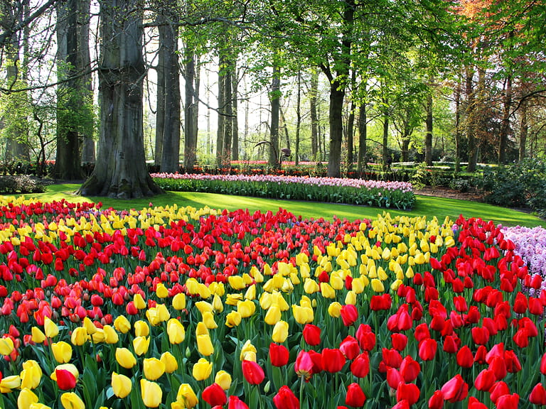 Tulips at the keukenhof gardens in Holland